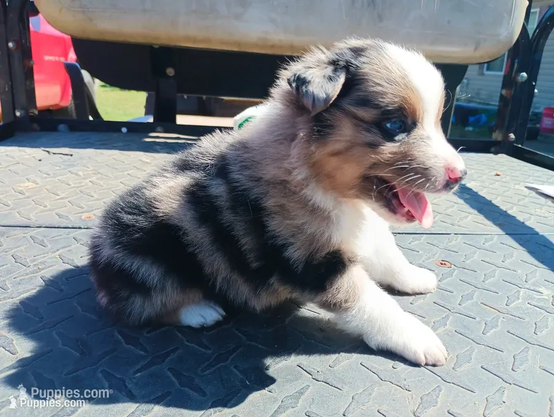 Merle m 2 – Australian Shepherd puppy for sale in Fitzgerald, GA