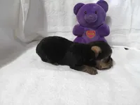 Shadow, a male Yorkshire Terrier for sale in Fitzgerald, GA – 7 of 10