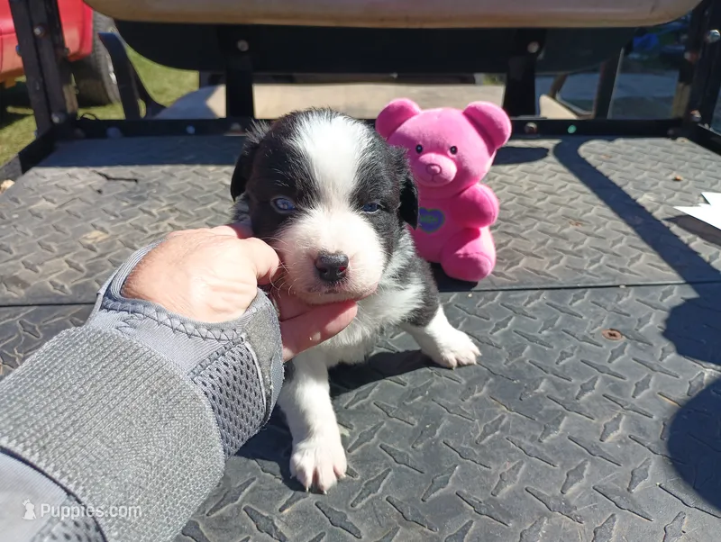 Blaze – Australian Shepherd puppy for sale in Fitzgerald, GA