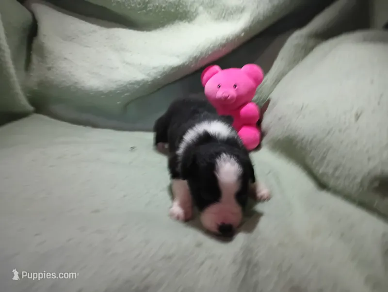 Blaze – Australian Shepherd puppy for sale in Fitzgerald, GA