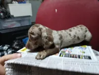 Pebble, a female Miniature Dachshund for sale in Fitzgerald, GA – 4 of 8
