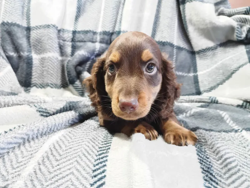 Coco – Miniature Dachshund puppy on hold in Fitzgerald, GA