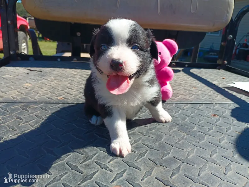 Blaze – Australian Shepherd puppy for sale in Fitzgerald, GA