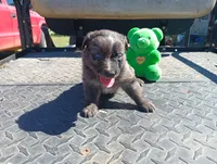 Merle m 3 , a male Australian Shepherd for sale in Fitzgerald, GA – 4 of 10