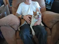 Apolo, a male Boston Terrier for sale in Fitzgerald, GA – 8 of 10