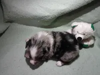 Merle m 2, a male Australian Shepherd for sale in Fitzgerald, GA – 5 of 10