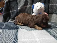 Hershey , a male Miniature Dachshund for sale in Fitzgerald, GA – 5 of 10