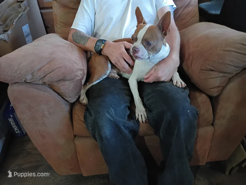 Apolo – Boston Terrier puppy for sale in Fitzgerald, GA