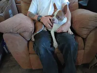 Apolo, a male Boston Terrier for sale in Fitzgerald, GA – 1 of 10