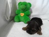 Midnight , a male Yorkshire Terrier for sale in Fitzgerald, GA – 10 of 10