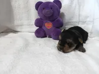 Shadow, a male Yorkshire Terrier for sale in Fitzgerald, GA – 4 of 10