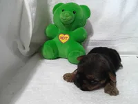 Midnight , a male Yorkshire Terrier for sale in Fitzgerald, GA – 7 of 10