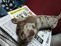 Pebble, a female Miniature Dachshund for sale in Fitzgerald, GA – 2 of 8
