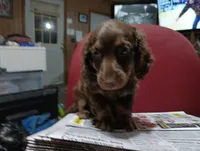 Saddie, a female Miniature Dachshund for sale in Fitzgerald, GA – 3 of 10