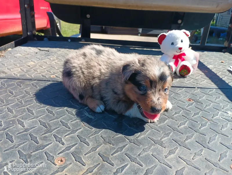 Merle m 4 – Australian Shepherd puppy for sale in Fitzgerald, GA