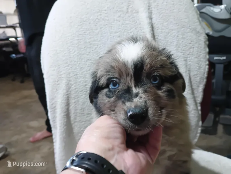 Yellow – Australian Shepherd puppy for sale in Fitzgerald, GA
