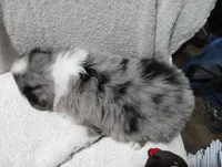 Browney, a male Australian Shepherd for sale in Fitzgerald, GA – 9 of 10