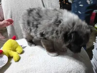 Yellow, a male Australian Shepherd for sale in Fitzgerald, GA – 9 of 10