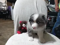 Browney, a male Australian Shepherd for sale in Fitzgerald, GA – 8 of 10