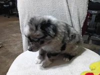 Yellow, a male Australian Shepherd for sale in Fitzgerald, GA – 5 of 10