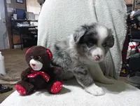 Browney, a male Australian Shepherd for sale in Fitzgerald, GA – 7 of 10