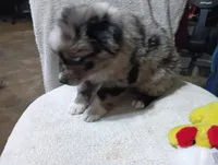 Yellow, a male Australian Shepherd for sale in Fitzgerald, GA – 4 of 10