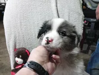 Browney, a male Australian Shepherd for sale in Fitzgerald, GA – 3 of 10