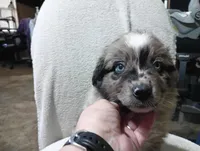 Yellow, a male Australian Shepherd for sale in Fitzgerald, GA – 6 of 10