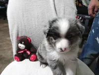 Browney, a male Australian Shepherd for sale in Fitzgerald, GA – 2 of 10