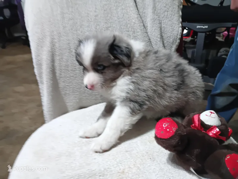 Browney – Australian Shepherd puppy for sale in Fitzgerald, GA
