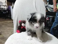 Browney, a male Australian Shepherd for sale in Fitzgerald, GA – 5 of 10
