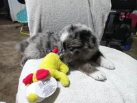 Yellow, a male Australian Shepherd for sale in Fitzgerald, GA – 10 of 10