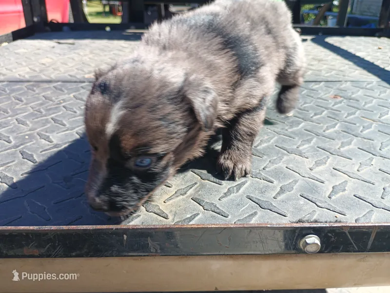 Merle m 3  – Australian Shepherd puppy for sale in Fitzgerald, GA
