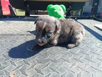 Merle m 3 , a male Australian Shepherd for sale in Fitzgerald, GA – 10 of 10