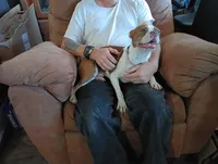 Apolo, a male Boston Terrier for sale in Fitzgerald, GA – 5 of 10