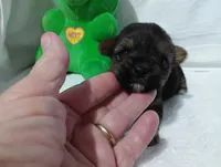 Midnight , a male Yorkshire Terrier for sale in Fitzgerald, GA – 2 of 10