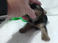 Midnight , a male Yorkshire Terrier for sale in Fitzgerald, GA – 8 of 10
