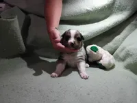 Merle m 2, a male Australian Shepherd for sale in Fitzgerald, GA – 10 of 10