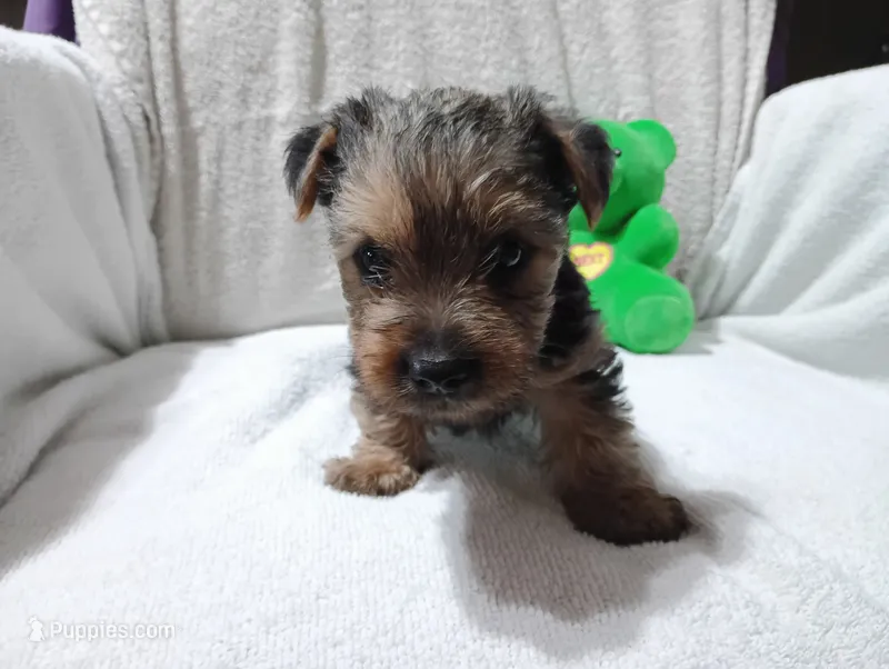 Midnight  – Yorkshire Terrier puppy for sale in Fitzgerald, GA