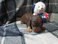 Hershey , a male Miniature Dachshund for sale in Fitzgerald, GA – 10 of 10