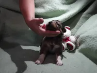 Merle m 4, a male Australian Shepherd for sale in Fitzgerald, GA – 6 of 10