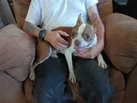 Apolo, a male Boston Terrier for sale in Fitzgerald, GA – 3 of 10