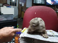 Pebble, a female Miniature Dachshund for sale in Fitzgerald, GA – 5 of 8