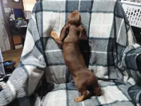 Coco, a male Miniature Dachshund for sale in Fitzgerald, GA – Photo 2 of 2