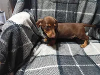 Coco, a male Miniature Dachshund for sale in Fitzgerald, GA – Photo 1 of 2