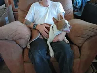 Apolo, a male Boston Terrier for sale in Fitzgerald, GA – 4 of 10
