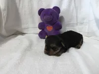 Shadow, a male Yorkshire Terrier for sale in Fitzgerald, GA – 3 of 10