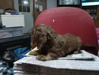 Saddie, a female Miniature Dachshund for sale in Fitzgerald, GA – 10 of 10
