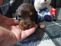 Hershey , a male Miniature Dachshund for sale in Fitzgerald, GA – 6 of 10