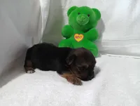 Midnight , a male Yorkshire Terrier for sale in Fitzgerald, GA – 5 of 10